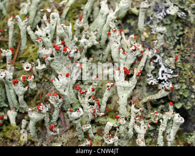 Flechten / Cladonia Macilenta / Rotfrüchtige Säulenflechte Stockfoto