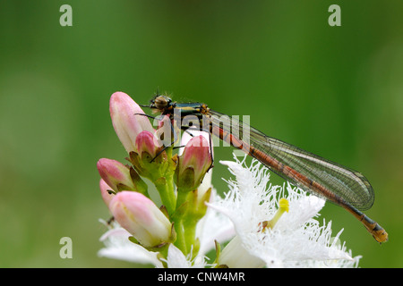 große rote Damselfly (Pyrrhosoma Nymphula), Damselfly nach dem Schlupf auf Moor-Bohne Blume, Deutschland Stockfoto