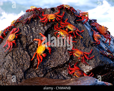 Sally lightfoot Krabben, fleckige Shore Crab, Ligthfoot Krabbe (Grapsus Grapsus), auf einem Felsen, Ecuador, Galapagos-Inseln Stockfoto