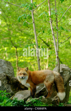 Rotfuchs (Vulpes Vulpes), fox vor seiner "Höhle im Frühjahr, Deutschland Stockfoto