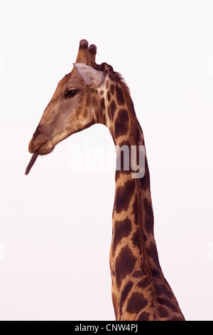 Angolanische Giraffe, rauchige Giraffe (Giraffa Plancius Angolensis), stossen Zunge heraus, Namibia, Etosha Nationalpark Stockfoto