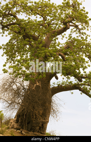 Baobab, Monkey Brot, Affe Tamarinde (Affenbrotbäume spec.), Baum, Botswana, Chobe-Nationalpark Stockfoto