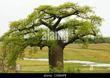 Baobab, Monkey Brot, Affe Tamarinde (Affenbrotbäume spec.), Baum, Botswana, Chobe-Nationalpark Stockfoto