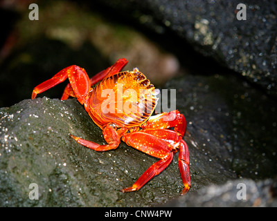 Sally lightfoot Krabben, fleckige Shore Crab (Grapsus Grapsus), Singel einzelnen sitzen auf einem küstennahen Felsen, Ecuador, Galapagos-Inseln Stockfoto