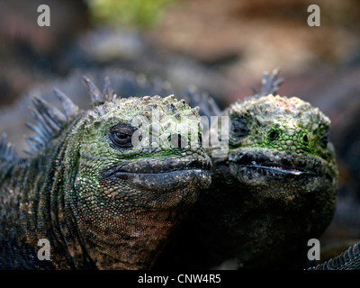 Marine Iguana, Galapagos marine Iguana (Amblyrhynchus Cristatus), Ptwo Einzelpersonen, Portrait, Ecuador, Galapagos-Inseln Stockfoto