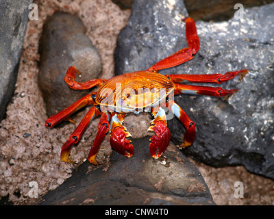 Sally lightfoot Krabben, fleckige Shore Crab (Grapsus Grapsus), Singel einzelnen sitzen auf einem küstennahen Felsen, Ecuador, Galapagos-Inseln Stockfoto