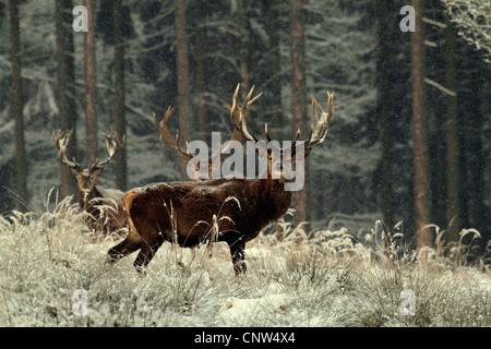 Rothirsch (Cervus Elaphus), drei Böcke auf einer Lichtung im Winter, Deutschland, Sachsen Stockfoto