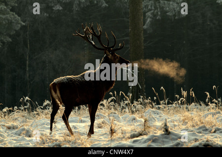 Rothirsch (Cervus Elaphus), buck auf einer Lichtung im Winter, Deutschland, Sachsen Stockfoto