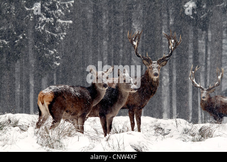 Rothirsch (Cervus Elaphus), Reh auf einer Lichtung im Schnee fallen, Deutschland, Sachsen Stockfoto