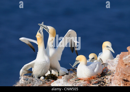 Basstölpel (Sula Bassana, Morus Bassanus), mehrere Personen auf Vogelfelsen, Deutschland, Helgoland Stockfoto