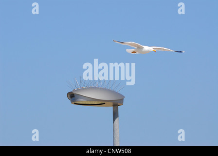 Möwen (Larinae), Schutz für Vögel auf einer Straße Laterne, Deutschland, Helgoland Stockfoto