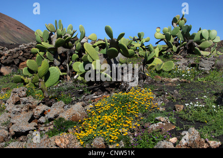 Indische Feigen, Birne Kaktus (Opuntia Ficus-Indica, Opuntia Ficus-Barbarica), Vulkanlandschaft mit Feigenkaktus auf auf Lanzarote, Kanarische Inseln, Lanzarote Stockfoto