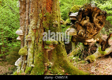 Rotbuche (Fagus Sylvatica), alte Tote Buche mit Bügel Pilzen, Deutschland Stockfoto