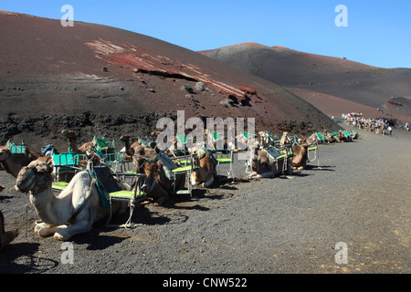 Dromedar, einen buckligen Kamel (Camelus Dromedarius), Dromedar in den Nationalpark Timanfaya auf Lanzarote, Kanarische Inseln, Lanzarote, Nationalpark Timanfaya Stockfoto