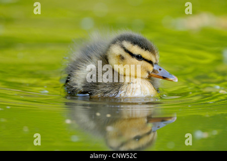 Stockente (Anas Platyrhynchos), Küken, Baden, Deutschland Stockfoto