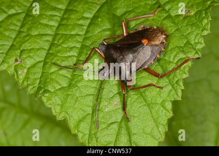 Wald-Bug (Pentatoma Art), auf Blatt Stockfoto