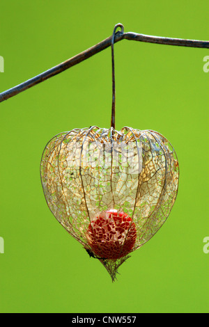 Chinesische Laterne, japanische Laterne, Winterkirsche, Strawberry Tomate (Physalis Alkekengi var Franchetii, Physalis Franchetii), Obst Stockfoto