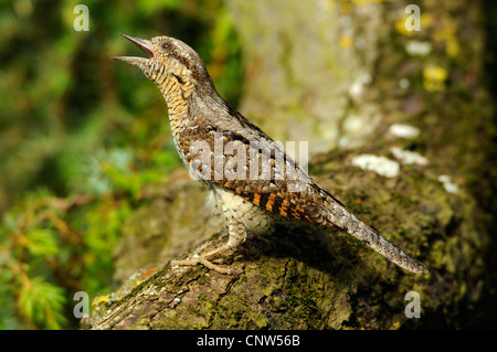 nördlichen Wendehals (Jynx Torquilla), auf einem Ast, Deutschland, Baden-Württemberg Stockfoto