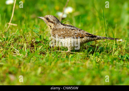 nördlichen Wendehals (Jynx Torquilla), sitzen, Gras, Deutschland, Baden-Württemberg Stockfoto