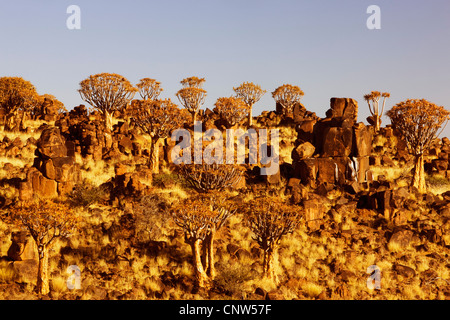 Köcherbaum (Aloe Dichotoma), Köcher, Kokerboom, Quivertree Baum Wald im Abendlicht, Namibia, Keetmanshoop Stockfoto