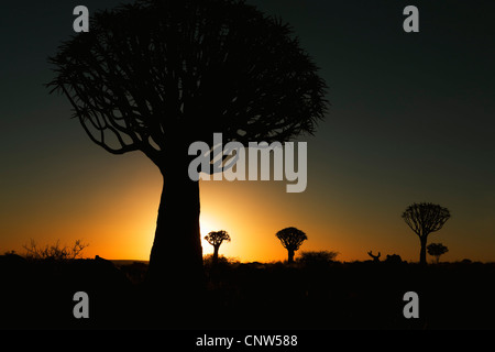 Köcherbaum (Aloe Dichotoma), Köcher, Kokerboom, Quivertree Baum Wald bei Sonnenuntergang, Namibia, Keetmanshoop Stockfoto