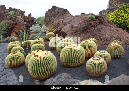 Barrel Cactus (Echinocactus Grusonii), in einen Kaktusgarten auf Lanzaote, Kanarische Inseln, Lanzarote Stockfoto