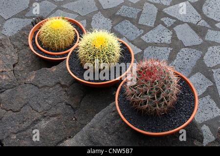 Kakteen in eine Schüsseln, Kanarische Inseln, Lanzarote Stockfoto