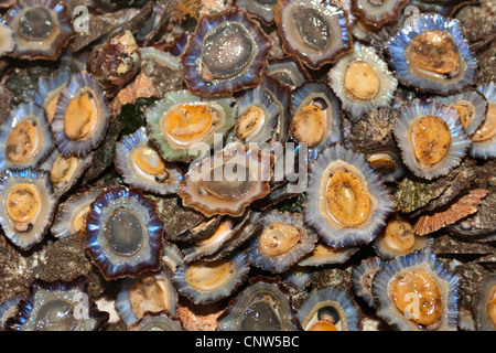 gemeinsame Limpet gemeinsamen europäischen Limpet (Patella Vulgata), in großer Zahl auf einem Markt stehen, Portugal, Madeira, Funchal Stockfoto