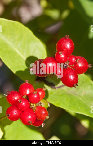 Woodbine Geißblatt, englische wilden Geißblatt (Lonicera Periclymenum), Obst, Deutschland Stockfoto