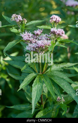 Hanf-Agrimony, gemeinsame Hemp Agrimony (Eupatorium Cannabinum), blühend, Deutschland Stockfoto