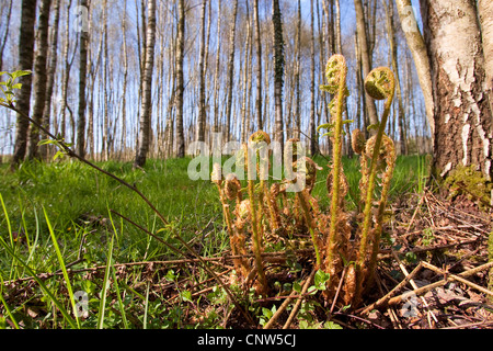 Wurmfarn (Dryopteris Filix-Mas), junge Wedel in einem Wald im Frühjahr, Deutschland Stockfoto