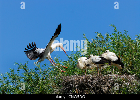 Weißstorch (Ciconia Ciconia), Landung auf einem Nest mit Küken, Deutschland Stockfoto