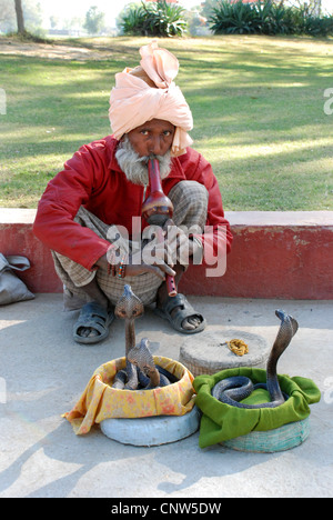 gemeinsamen Cobra, indische Kobra (Naja Naja), Schlangenbeschwörer mit indischen Kobras, Indien Stockfoto