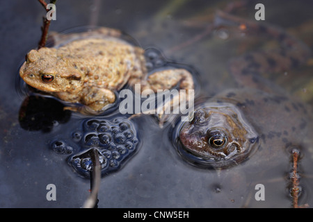 Europäischen gemeinsamen Kröte (Bufo Bufo), sitzen im seichten Wasser Side by Side mit einem Grasfrosch, Deutschland, Baden-Württemberg Stockfoto