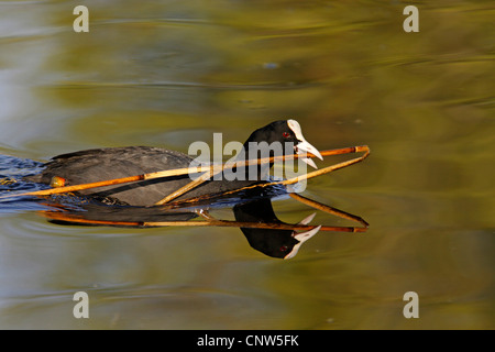 schwarzen Blässhuhn (Fulica Atra), mit Verschachtelung Material im Schnabel, Deutschland Stockfoto