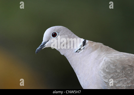 Collared Dove (Streptopelia Decaocto), Porträt, Deutschland Stockfoto