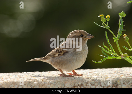 Spanische Sperling (Passer Hispaniolensis), sitzt auf einer Mauer, Kanarische Inseln, Lanzarote Stockfoto