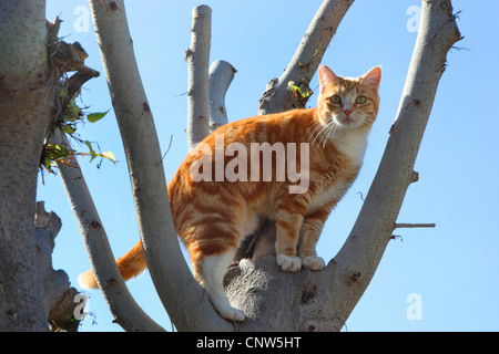 Hauskatze, Hauskatze (Felis Silvestris F. Catus), in einem Baum, Kanarische Inseln, Lanzarote Stockfoto