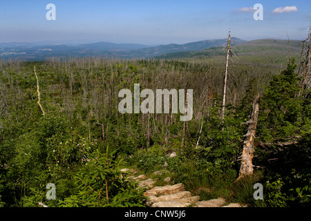 Norwegen-Fichte (Picea Abies), Wald Absterben am Lusen in National Park Bayerischer Wald, Deutschland, Bayern, Nationalpark Bayerischer Wald Stockfoto