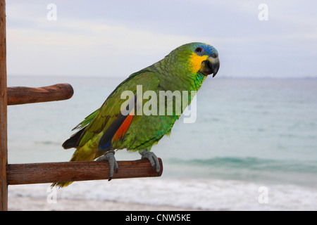 Blau-fronted Amazon (Amazona Aestiva), sitzt auf einem Stick am Meer, Kanarische Inseln, Lanzarote Stockfoto