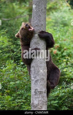 Braunbär (Ursus Arctos), Klettern auf einen Baum, Deutschland, Bayern, Nationalpark Bayerischer Wald Stockfoto