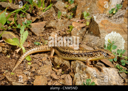 ocellated Skink (Chalcides Ocellatus, Chalcides Ocellatus Tiligugu), im Lebensraum, Italien, Sardinien Stockfoto