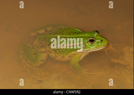 essbare Frosch sitzt im Wasser, Italien, Sardinien Stockfoto