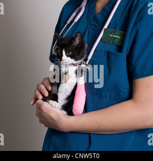 Junge Kätzchen vom Tierarzt gesehen zu werden. Stockfoto