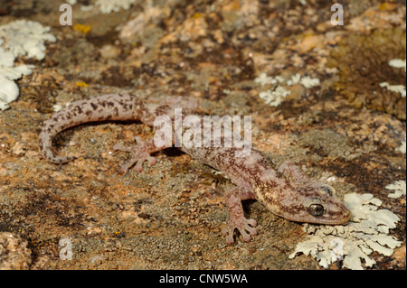 Europäische Blatt-toed Gecko (Phyllodactylus Europaeus, Euleptes Europaeus), auf Stein mit Flechten, Italien, Sardinien Stockfoto