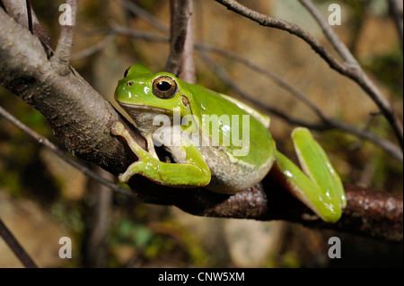 Sardische Laubfrosch, Tyrrhenische Laubfrosch (Hyla Sarda), sitzt auf einem Ast, Italien, Sardinien Stockfoto