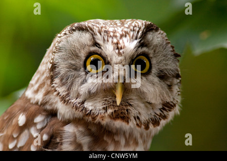 Eule der Rauhfußkauz (Aegolius Funereus), Porträt, Deutschland, Nationalpark Bayerischer Wald Stockfoto