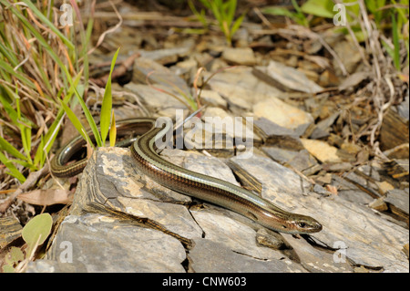 drei-toed Skink, algerische zylindrische Skink (Chalcides Chalcides), auf Stein in Lebensraum, Italien, Sardinien Stockfoto