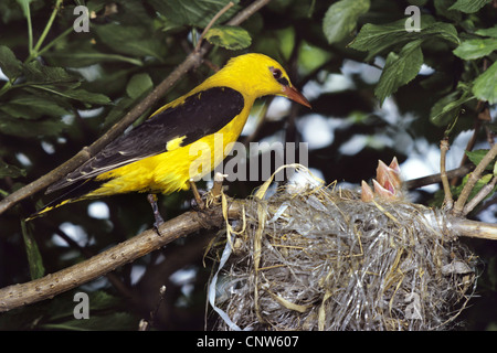 Pirol (Oriolus Oriolus), Männlich, Fütterung der Küken im Nest Whhich Stroh einen Kunststoff rubish, Österreich, Burgenland, Neusiedler See-Nationalpark erfolgt Stockfoto