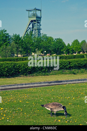 Kanadagans (Branta Canadensis), Beweidung im Olga-Park, Kopfbedeckungen der ehemaligen Bergwerk Osterfeld in den Hintergrund, Oberhausen, Ruhrgebiet, Nordrhein-Westfalen, Deutschland Stockfoto